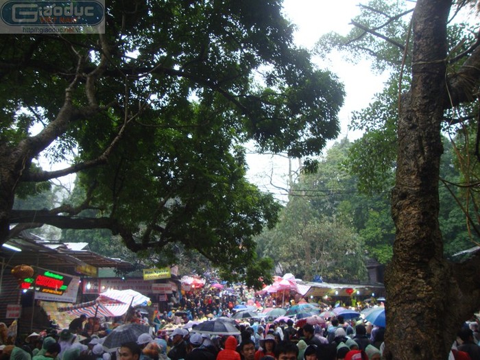 Mặc dù trời mưa rét nhưng vẫn không ngăn được dòng người đổ về chùa đi dâng hương lễ Phật ngay trong ngày khai mạc.